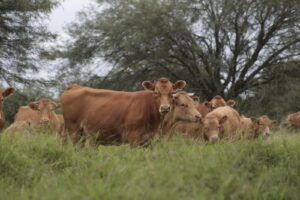Nuevo curso intensivo en ganadería sostenible: inscripciones abiertas